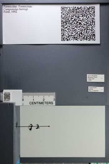 Media type: image;   Entomology 524843